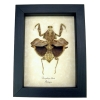 Deroplatys lobata Praying Mantis Dead Leaf Insect Framed Taxidermy Display