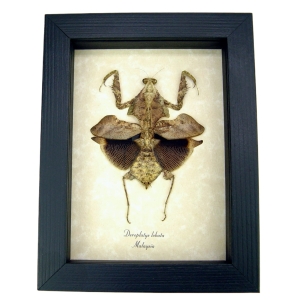 Deroplatys lobata Praying Mantis Dead Leaf Insect Framed Taxidermy Display