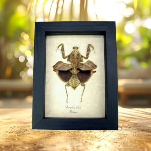 Deroplatys lobata Praying Mantis Dead Leaf Insect Framed Taxidermy Display