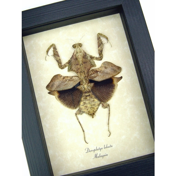 Deroplatys lobata Praying Mantis Dead Leaf Insect Framed Taxidermy Display