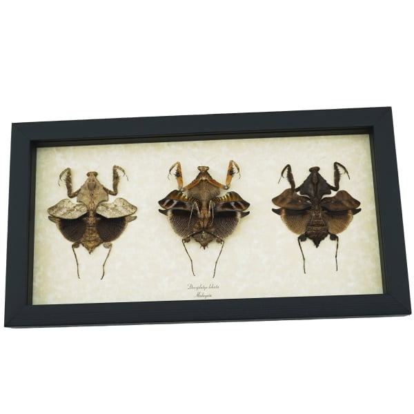 Deroplatys lobata Collection Praying Mantis Insect Framed Taxidermy Display