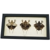 Deroplatys lobata Collection Praying Mantis Insect Framed Taxidermy Display