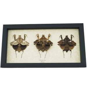 Deroplatys lobata Collection Praying Mantis Insect Framed Taxidermy Display
