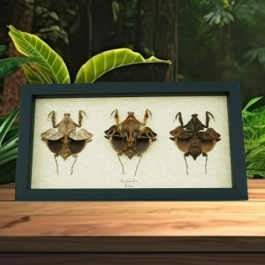 Deroplatys lobata Collection Praying Mantis Insect Framed Taxidermy Display