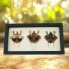 Deroplatys lobata Collection Praying Mantis Insect Framed Taxidermy Display