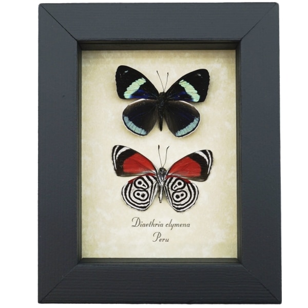 Framed Butterflies 88 Butterfly Set Diaethria clymena Taxidermy Display