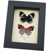Framed Butterflies 88 Butterfly Set Diaethria clymena Taxidermy Display