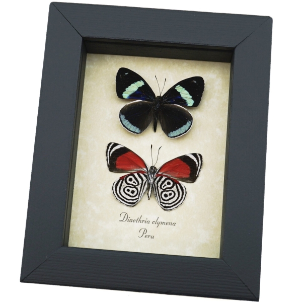 Framed Butterflies 88 Butterfly Set Diaethria clymena Taxidermy Display