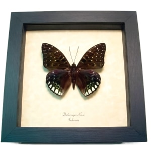Green Butterfly Dichorragia ninus Framed Taxidermy Display