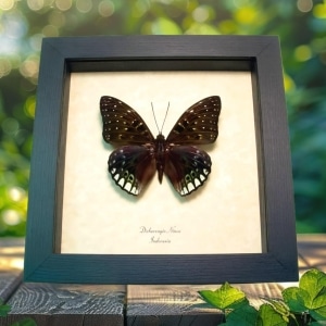 Green Butterfly Dichorragia ninus Framed Taxidermy Display