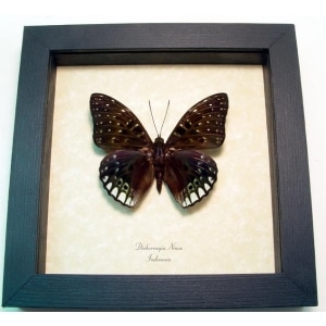 Dichorragia ninus Green Butterfly Framed Taxidermy Display