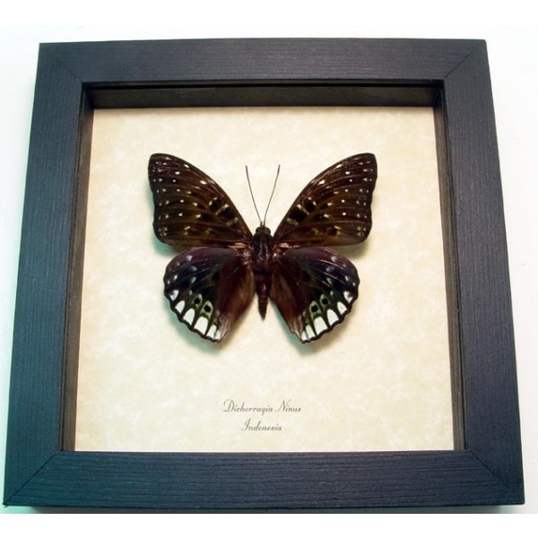 Dichorragia ninus Green Butterfly Framed Taxidermy Display