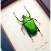 Green African Beetle Framed Dicronorrhina micans Male Taxidermy Display