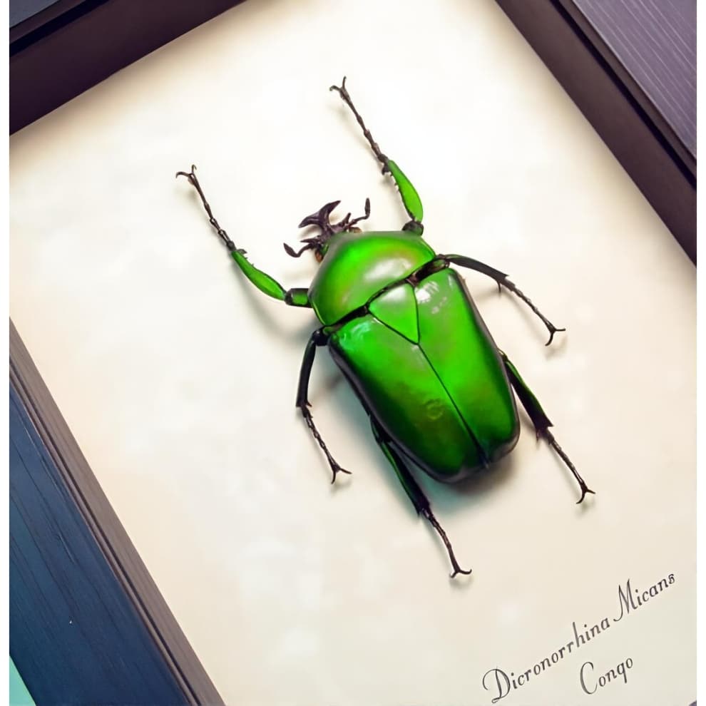 Green African Beetle Framed Dicronorrhina micans Male Taxidermy Display