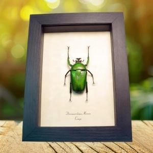 Green African Beetle Framed Dicronorrhina micans Male Taxidermy Display