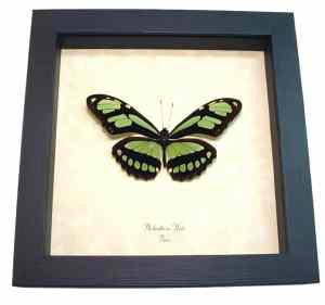 Scarce Bamboo Page Butterfly Philaethria dido Framed Taxidermy Display