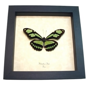 Scarce Bamboo Page Butterfly Philaethria dido Framed Taxidermy Display