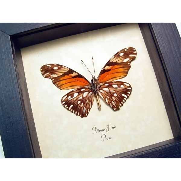 Dione Juno Silverspot Butterfly Framed Taxidermy Display