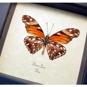 Dione Juno Silverspot Butterfly Framed Taxidermy Display