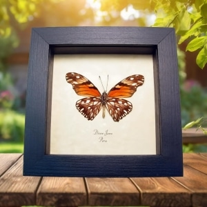 Dione Juno Silverspot Butterfly Framed Taxidermy Display