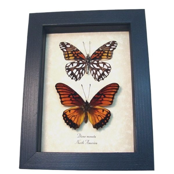 Mexican Silverspot Butterflies Dione moneta Pair Butterfly Taxidermy Display