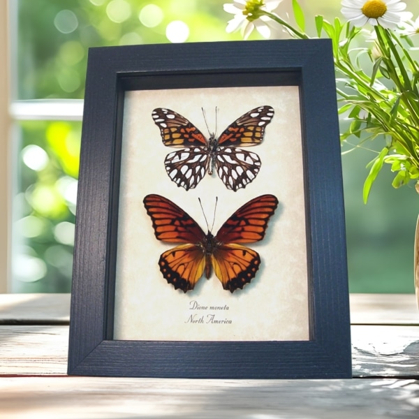 Mexican Silverspot Butterflies Dione moneta Pair Butterfly Taxidermy Display