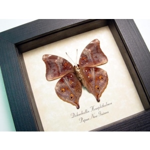Doleschallia hexophthalmos Autumn Leaf Mimic Butterfly Framed Taxidermy Display