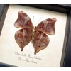 Autumn Leaf Mimic Butterfly Doleschallia hexophthalmos Framed Taxidermy Display