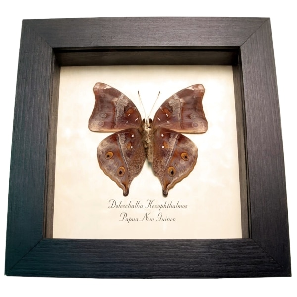 Autumn Leaf Mimic Butterfly Doleschallia hexophthalmos Framed Taxidermy Display