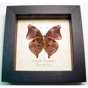 Doleschallia hexophthalmos Autumn Leaf Mimic Butterfly Framed Taxidermy Display