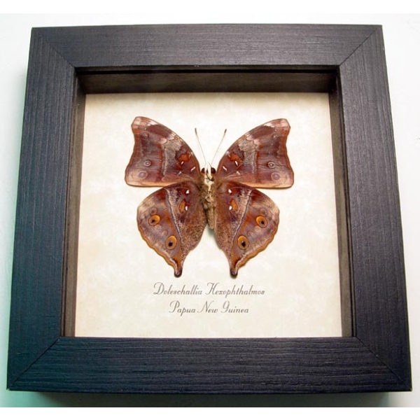 Doleschallia hexophthalmos Autumn Leaf Mimic Butterfly Framed Taxidermy Display