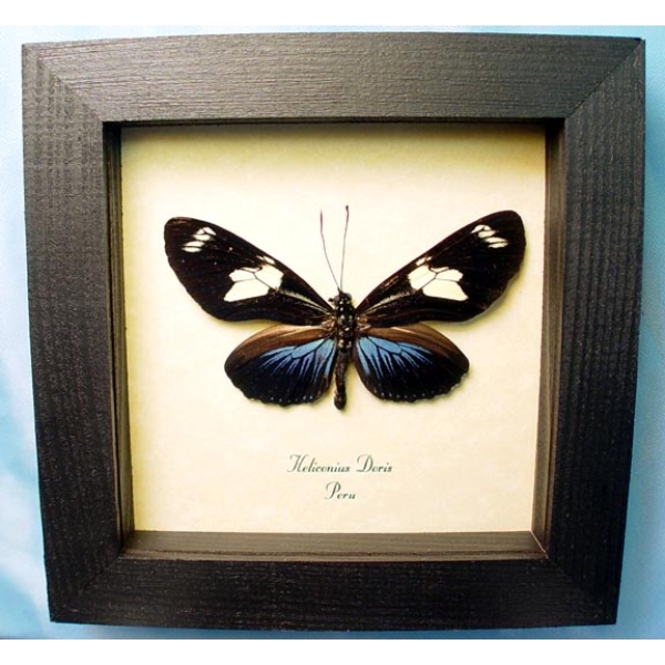 Heliconius doris Longwing Butterfly Framed Taxidermy Display Heliconius doris Longwing Butterfly Framed Taxidermy Display