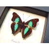 Doxocopa cherubina Turquoise Emperor Butterfly Framed Taxidermy Display