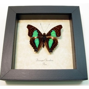 Doxocopa cherubina Turquoise Emperor Butterfly Framed Taxidermy Display