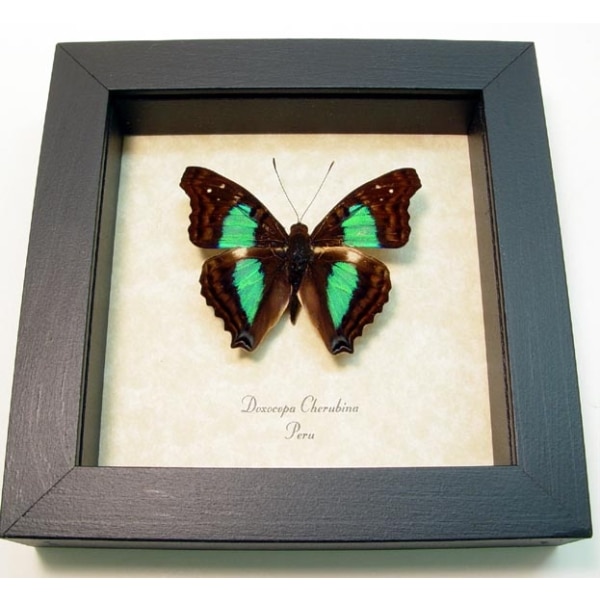 Doxocopa cherubina Turquoise Emperor Butterfly Framed Taxidermy Display