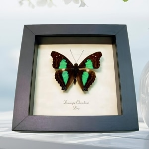 Turquoise Emperor Butterfly Doxocopa cherubina Framed Taxidermy Display