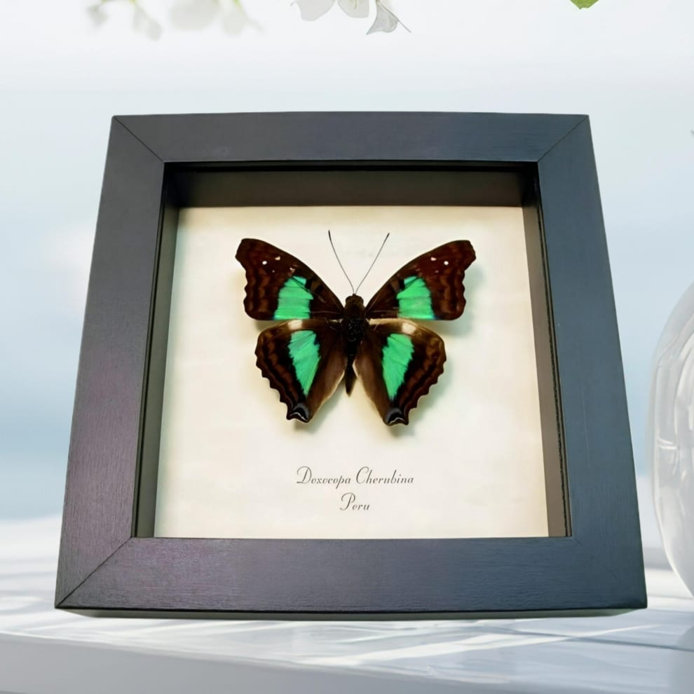 Turquoise Emperor Butterfly Doxocopa cherubina Framed Taxidermy Display