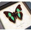 Doxocopa cherubina Turquoise Emperor Butterfly Framed Taxidermy Display