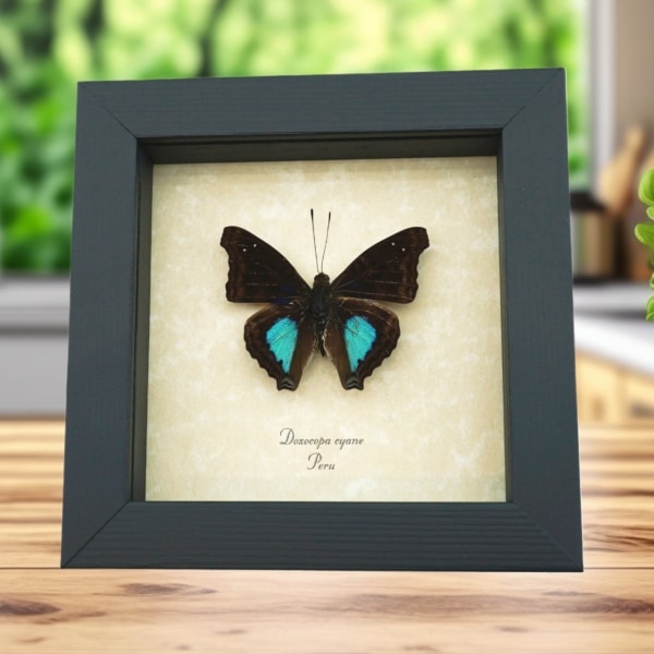 Real Blue Butterfly Doxocopa cyane Framed Taxidermy Display