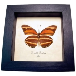 Orange Butterfly Dryadula phaetusa Framed Taxidermy Display