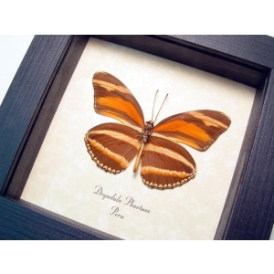 Dryadula phaetusa Orange Tiger Butterfly Framed Taxidermy Display
