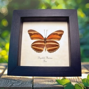 Orange Butterfly Dryadula phaetusa Framed Taxidermy Display