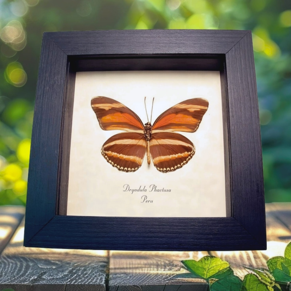 Orange Butterfly Dryadula phaetusa Framed Taxidermy Display