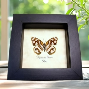 Framed Striped Butterfly Dynamine glauce verso Taxidermy Display
