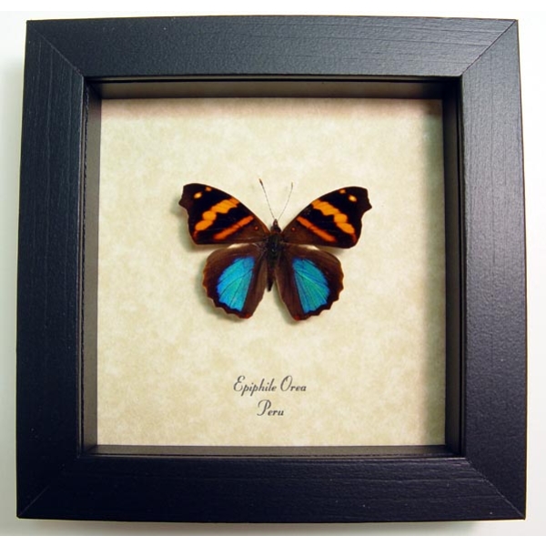 Epiphile orea Orea Banner Metallic Blue Butterfly Framed Taxidermy Display