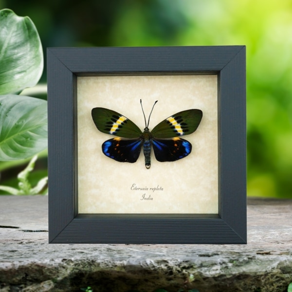 Eterusia repleta Male Day Flying Moth Framed Taxidermy Display