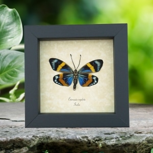 Real Framed Eterusia repleta Male Verso Day Moth Taxidermy Display