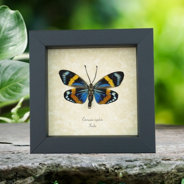 Real Framed Eterusia repleta Male Verso Day Moth Taxidermy Display