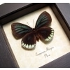 Eumaeus minyas Hairstreak Butterfly Framed Taxidermy Display