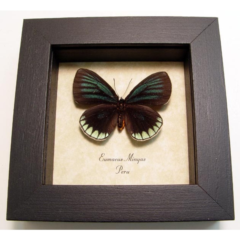 Eumaeus minyas Hairstreak Butterfly Framed Taxidermy Display